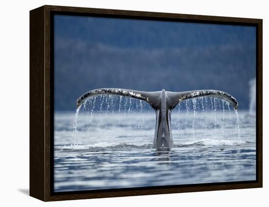 Humpback Whale Tail While Diving in Frederick Sound, Tongass National Forest, Alaska, Usa-Paul Souders-Framed Premier Image Canvas