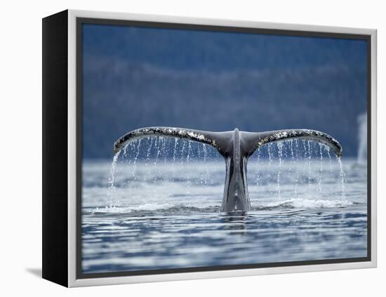 Humpback Whale Tail While Diving in Frederick Sound, Tongass National Forest, Alaska, Usa-Paul Souders-Framed Premier Image Canvas