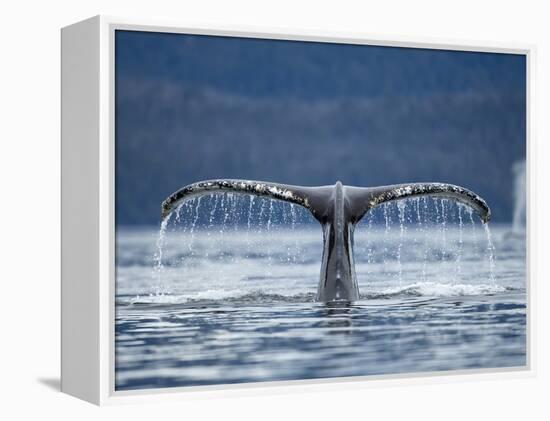 Humpback Whale Tail While Diving in Frederick Sound, Tongass National Forest, Alaska, Usa-Paul Souders-Framed Premier Image Canvas