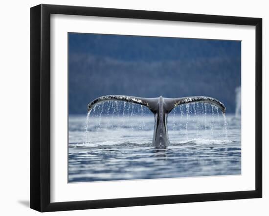 Humpback Whale Tail While Diving in Frederick Sound, Tongass National Forest, Alaska, Usa-Paul Souders-Framed Photographic Print