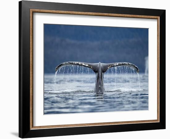 Humpback Whale Tail While Diving in Frederick Sound, Tongass National Forest, Alaska, Usa-Paul Souders-Framed Photographic Print