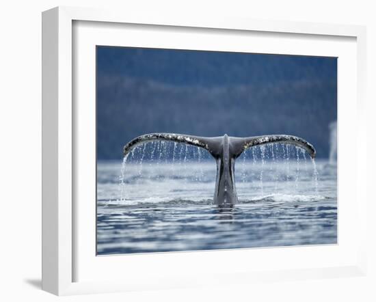 Humpback Whale Tail While Diving in Frederick Sound, Tongass National Forest, Alaska, Usa-Paul Souders-Framed Photographic Print