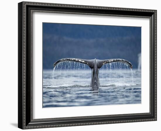 Humpback Whale Tail While Diving in Frederick Sound, Tongass National Forest, Alaska, Usa-Paul Souders-Framed Photographic Print