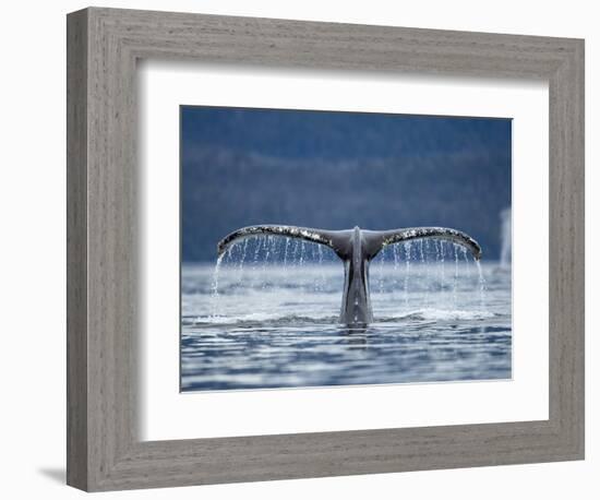 Humpback Whale Tail While Diving in Frederick Sound, Tongass National Forest, Alaska, Usa-Paul Souders-Framed Photographic Print