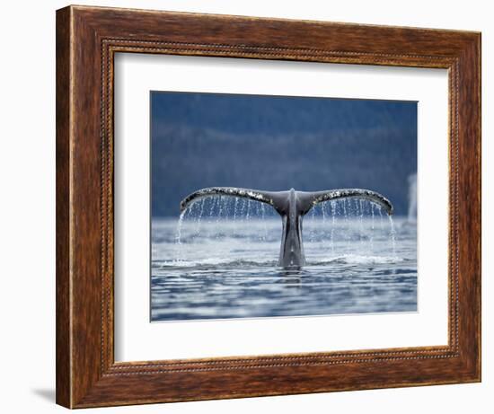 Humpback Whale Tail While Diving in Frederick Sound, Tongass National Forest, Alaska, Usa-Paul Souders-Framed Photographic Print