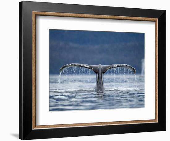 Humpback Whale Tail While Diving in Frederick Sound, Tongass National Forest, Alaska, Usa-Paul Souders-Framed Photographic Print