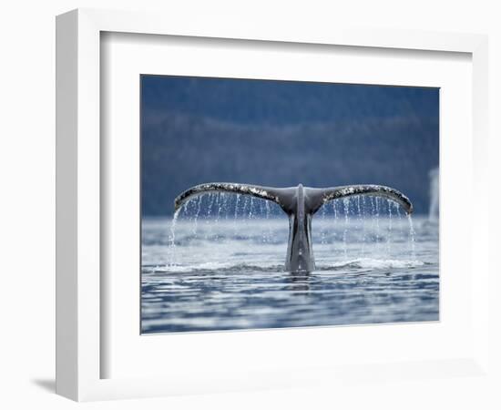 Humpback Whale Tail While Diving in Frederick Sound, Tongass National Forest, Alaska, Usa-Paul Souders-Framed Photographic Print