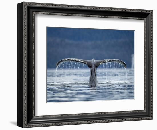 Humpback Whale Tail While Diving in Frederick Sound, Tongass National Forest, Alaska, Usa-Paul Souders-Framed Photographic Print