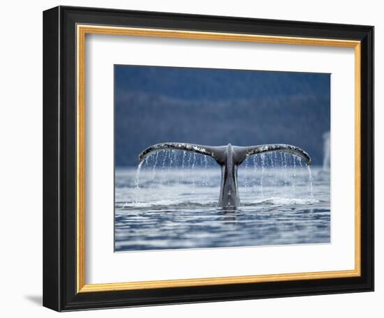 Humpback Whale Tail While Diving in Frederick Sound, Tongass National Forest, Alaska, Usa-Paul Souders-Framed Photographic Print