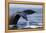 Humpback Whale Tail-Michele Westmorland-Framed Premier Image Canvas