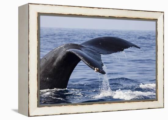 Humpback Whale Tail-Michele Westmorland-Framed Premier Image Canvas