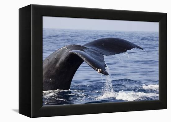 Humpback Whale Tail-Michele Westmorland-Framed Premier Image Canvas