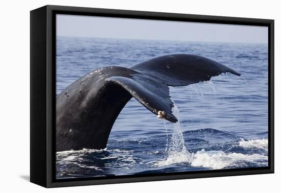 Humpback Whale Tail-Michele Westmorland-Framed Premier Image Canvas