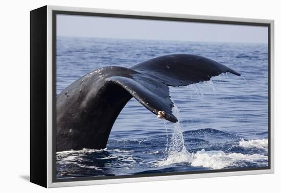 Humpback Whale Tail-Michele Westmorland-Framed Premier Image Canvas