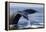 Humpback Whale Tail-Michele Westmorland-Framed Premier Image Canvas