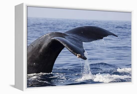 Humpback Whale Tail-Michele Westmorland-Framed Premier Image Canvas