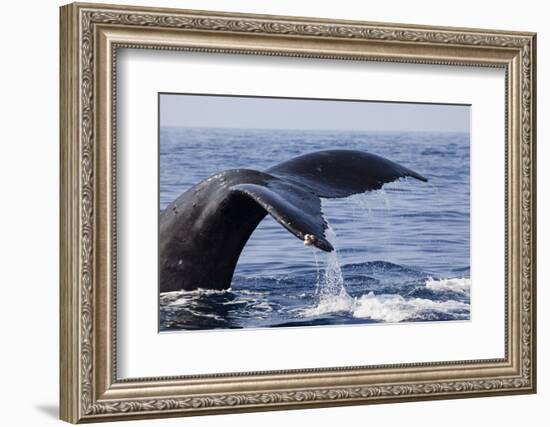 Humpback Whale Tail-Michele Westmorland-Framed Photographic Print