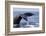 Humpback Whale Tail-Michele Westmorland-Framed Photographic Print