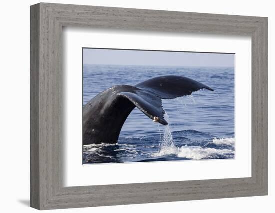 Humpback Whale Tail-Michele Westmorland-Framed Photographic Print