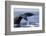 Humpback Whale Tail-Michele Westmorland-Framed Photographic Print