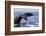 Humpback Whale Tail-Michele Westmorland-Framed Photographic Print