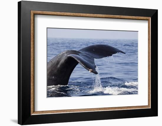 Humpback Whale Tail-Michele Westmorland-Framed Photographic Print