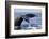 Humpback Whale Tail-Michele Westmorland-Framed Photographic Print