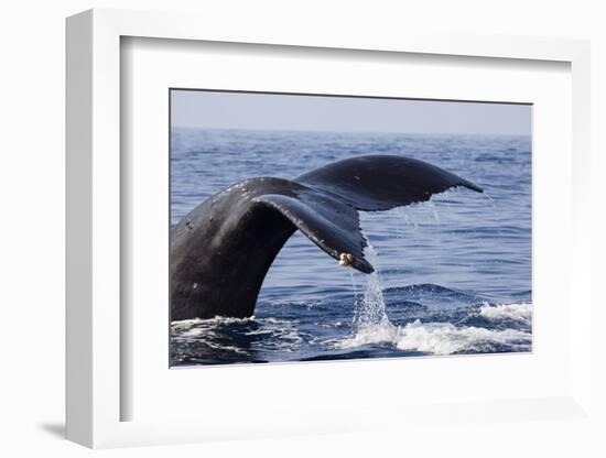 Humpback Whale Tail-Michele Westmorland-Framed Photographic Print