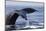 Humpback Whale Tail-Michele Westmorland-Mounted Photographic Print