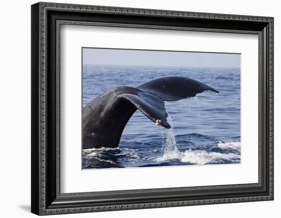 Humpback Whale Tail-Michele Westmorland-Framed Photographic Print