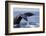 Humpback Whale Tail-Michele Westmorland-Framed Photographic Print