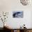 Humpback Whale Tail-Michele Westmorland-Photographic Print displayed on a wall