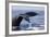 Humpback Whale Tail-Michele Westmorland-Framed Photographic Print