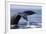 Humpback Whale Tail-Michele Westmorland-Framed Photographic Print