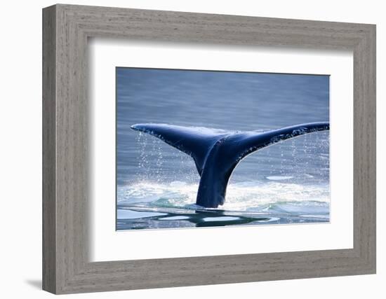 Humpback Whale Tail-JHVEPhoto-Framed Photographic Print