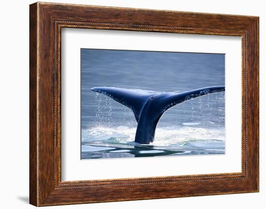 Humpback Whale Tail-JHVEPhoto-Framed Photographic Print