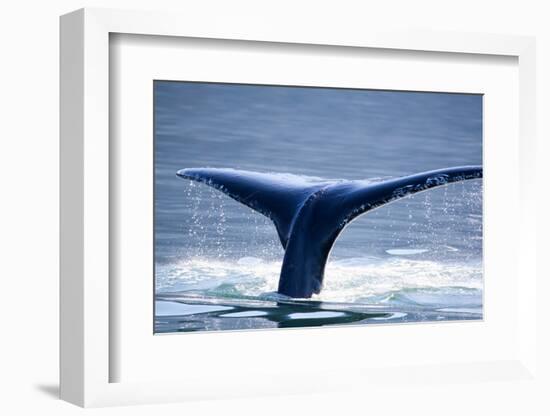 Humpback Whale Tail-JHVEPhoto-Framed Photographic Print