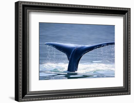 Humpback Whale Tail-JHVEPhoto-Framed Photographic Print