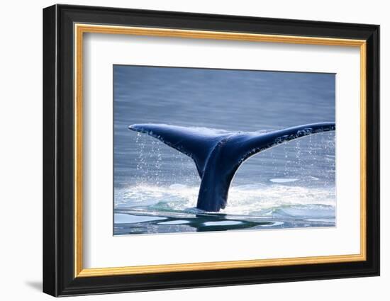 Humpback Whale Tail-JHVEPhoto-Framed Photographic Print