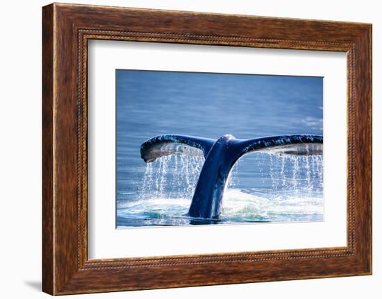 Humpback Whale Tail-JHVEPhoto-Framed Photographic Print