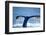 Humpback Whale Tail-JHVEPhoto-Framed Photographic Print