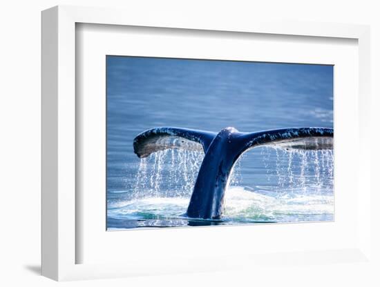 Humpback Whale Tail-JHVEPhoto-Framed Photographic Print