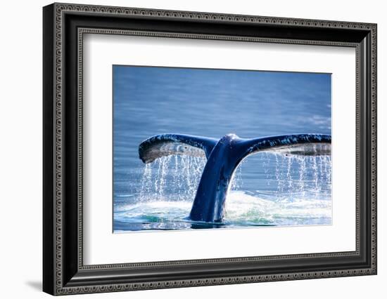 Humpback Whale Tail-JHVEPhoto-Framed Photographic Print