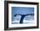 Humpback Whale Tail-JHVEPhoto-Framed Photographic Print