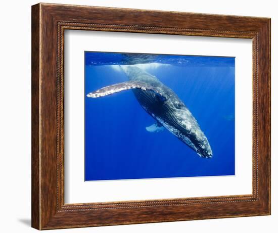 Humpback Whale Underwater-Paul Souders-Framed Photographic Print