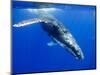 Humpback Whale Underwater-Paul Souders-Mounted Photographic Print