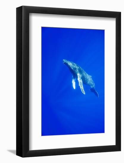 Humpback Whale Underwater-Paul Souders-Framed Photographic Print