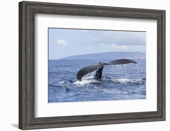 Humpback Whale, whale Watching off Maui, Hawaii, USA-Stuart Westmorland-Framed Photographic Print