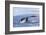 Humpback Whale, whale Watching off Maui, Hawaii, USA-Stuart Westmorland-Framed Photographic Print