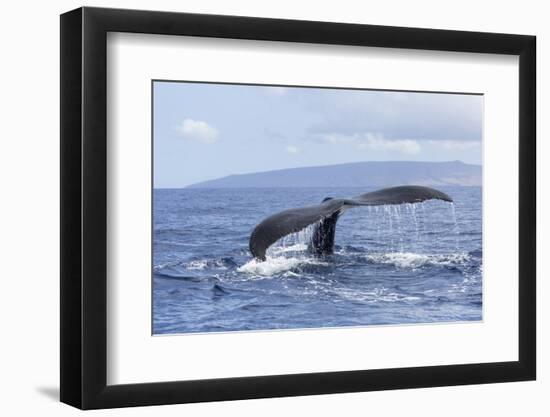 Humpback Whale, whale Watching off Maui, Hawaii, USA-Stuart Westmorland-Framed Photographic Print